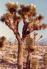 Joshua Trees, Palmdale, CA (352x512, 43.2 kilobytes)