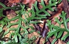 Amazon Ferns (600x387, 50.0 kilobytes)
