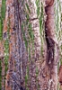 Amazon Tree (351x512, 43.6 kilobytes)