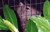 Capybara (600x385, 26.5 kilobytes)