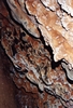 Cave Velvet, Bustamante (349x512, 34.7 kilobytes)