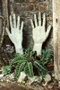 Xilitla hands (345x512, 30.9 kilobytes)