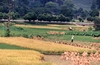 Rice fields outside Guilin (600x389, 37.6 kilobytes)