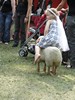 2009_Adventon (520) (450x600, 103.4 kilobytes)