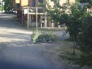 muskogee3 (377) (800x600, 134.8 kilobytes)