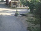 muskogee3 (379) (800x600, 120.3 kilobytes)