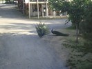 muskogee3 (380) (800x600, 117.4 kilobytes)