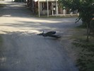 muskogee3 (381) (800x600, 109.0 kilobytes)