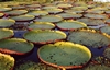 Amazon's Three Foot Lily Pads (600x385, 39.7 kilobytes)